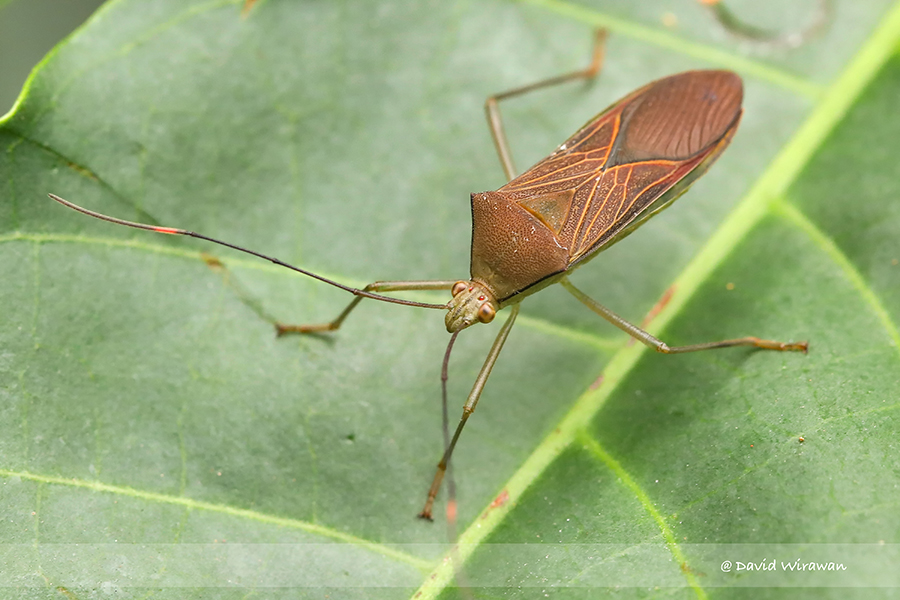 Homoeocerus marginellus